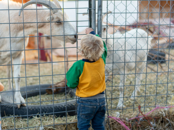Young boy petting a goat