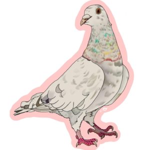 Sticker –  Racing Homer pigeon