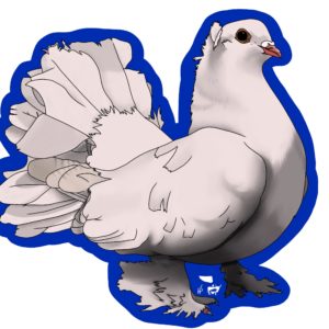 Sticker – Indian Fantail pigeon